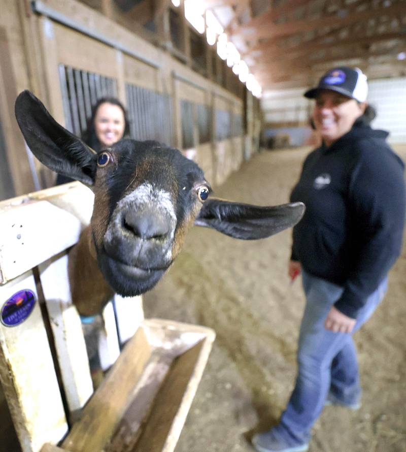 A goat gets ready for a nail trim as Didi Dowling, owner and executive director of Live, Learn and Lead, (right) and Cathy Best, executive director of programs, look on Friday, March 31, 2023, at their barn in Hampshire.
