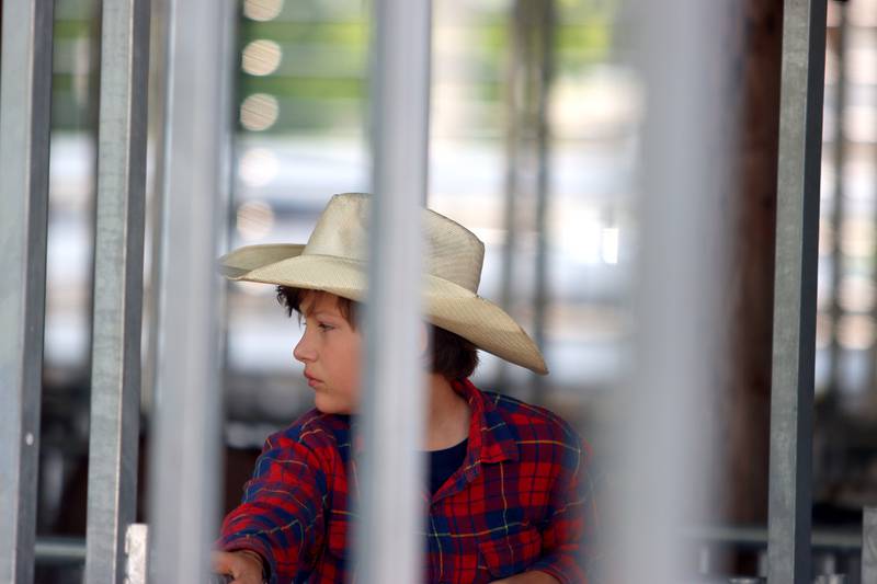 Blake Douglas, 11, of Woodstock watches swine move through a barn at the McHenry County Fair in Woodstock on Tuesday, July 30.