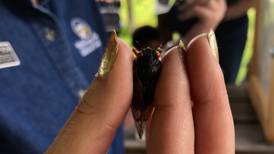 Cicadas everywhere, but not always where they’ve been expected in McHenry County