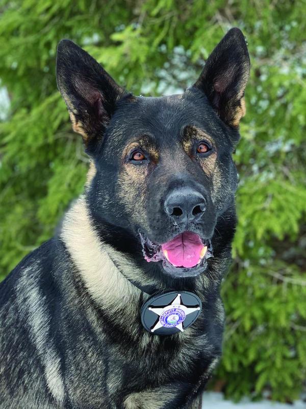 Lake County Sheriff’s Office mourns loss of K-9 Dax