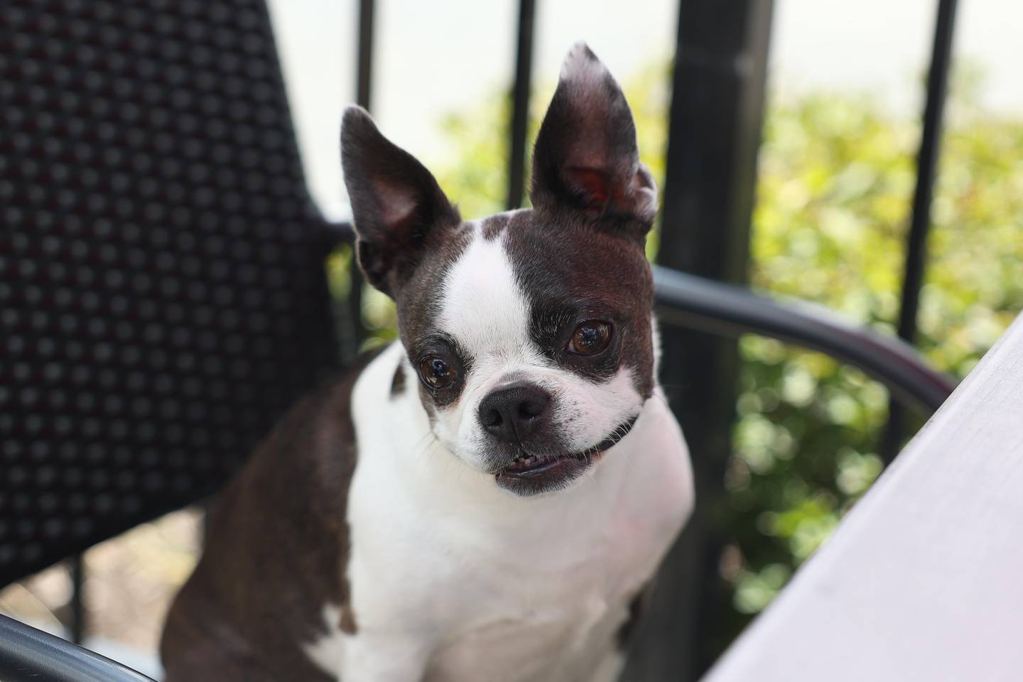 Owner of McBride’s on 52 Tracy Stary’s Boston terrier, Lucy, waits at a table on Wednesday, August 21, 2024 in Joliet.