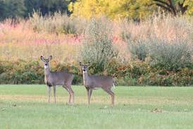 Lost Mound managed deer hunt applications available 