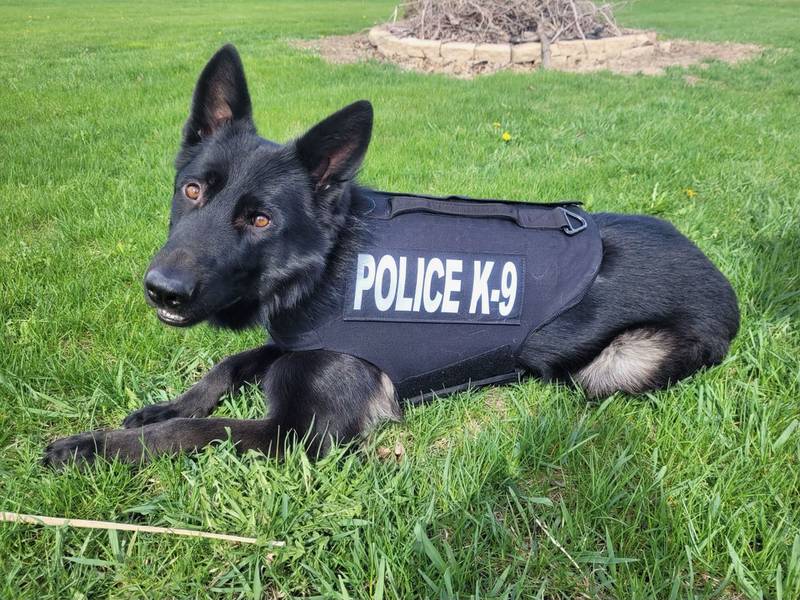 Fahgo, Rock Falls' K9, has a new vest.