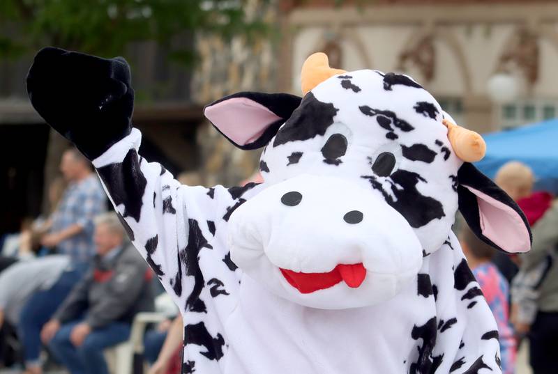 A cow mascot waves as the group from Harvard State Bank moves along Ayer Street during the Harvard Milk Days parade Saturday, June 4, 2022, in Harvard.