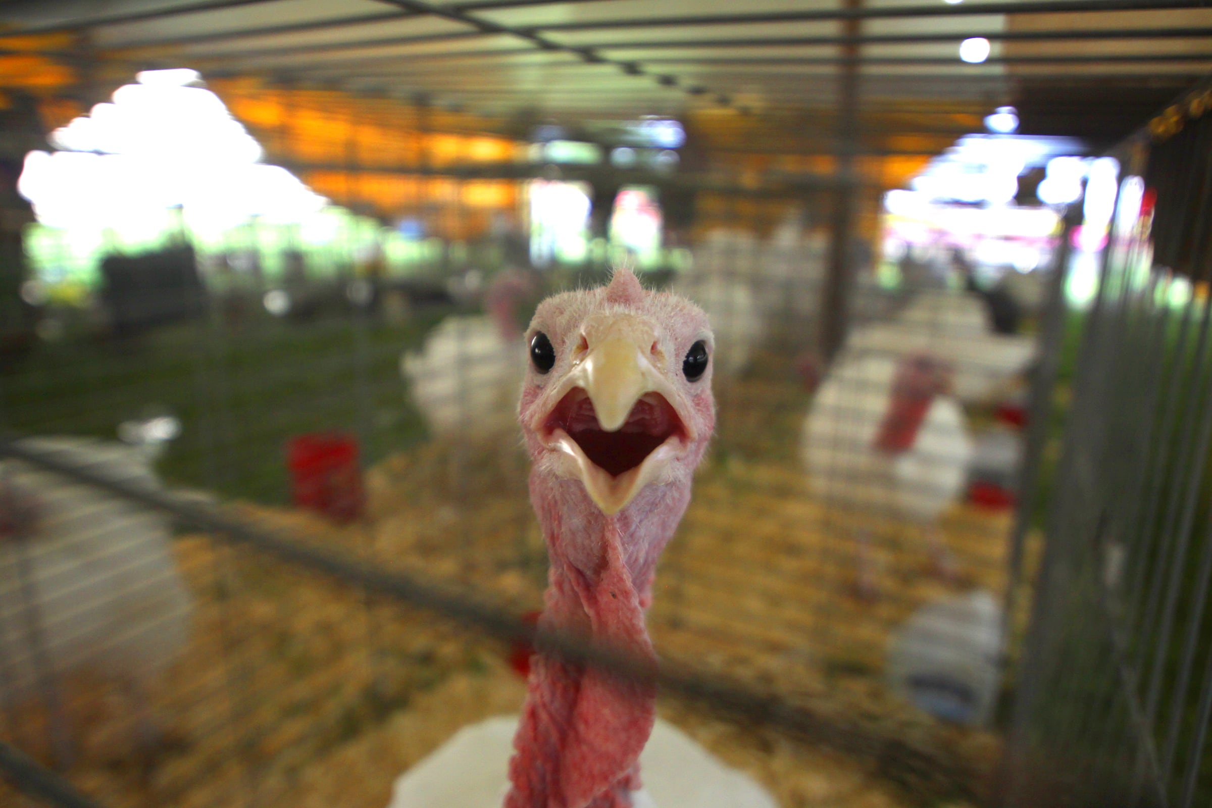 A turkey surveys the scene at the McHenry County Fair in Woodstock on Tuesday, July 30, 2024.