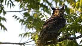 A second chance in the sky: Rehabbed great horned owl returns to wild