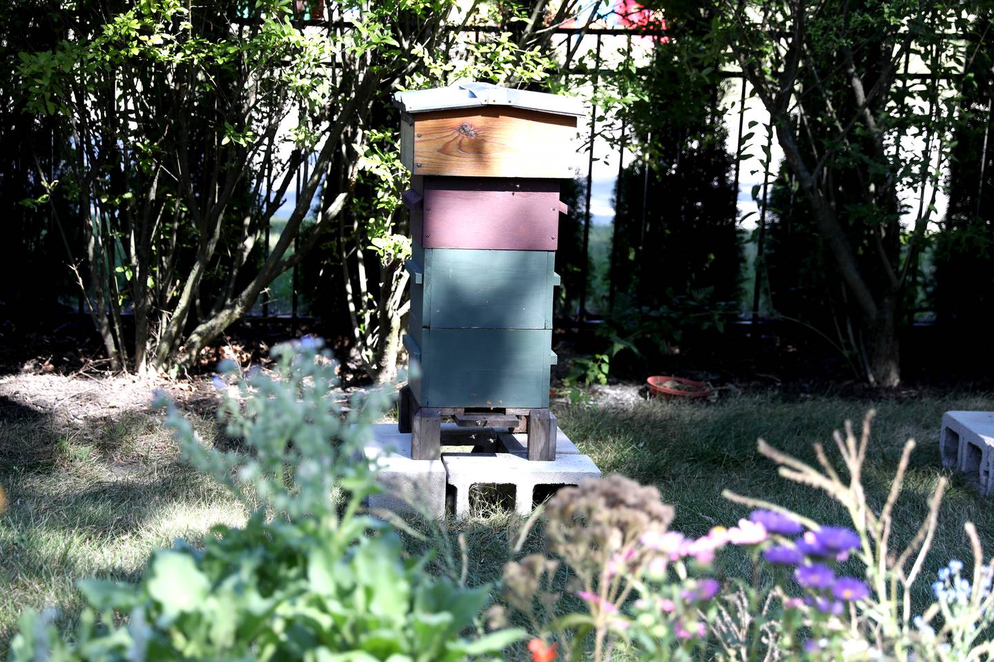 Rich Fobes and Karen Thomas keep two bee hives in the yard of their Geneva home.