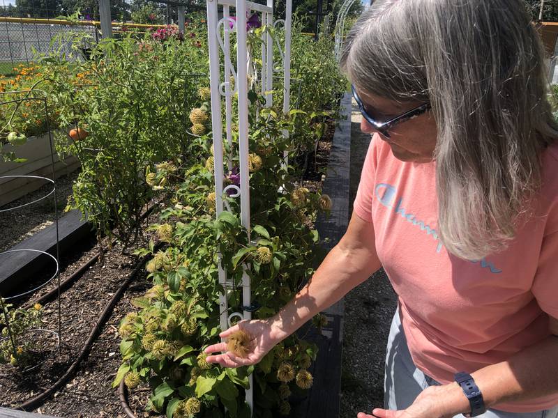 Mary Conkling harvests clematis seeds on Monday, Sept. 2, 2024, at McHenry VFW Post 4600's Peace Garden. The garden is designed to give those with PTSD a tranquil place to visit while also providing food for the community.