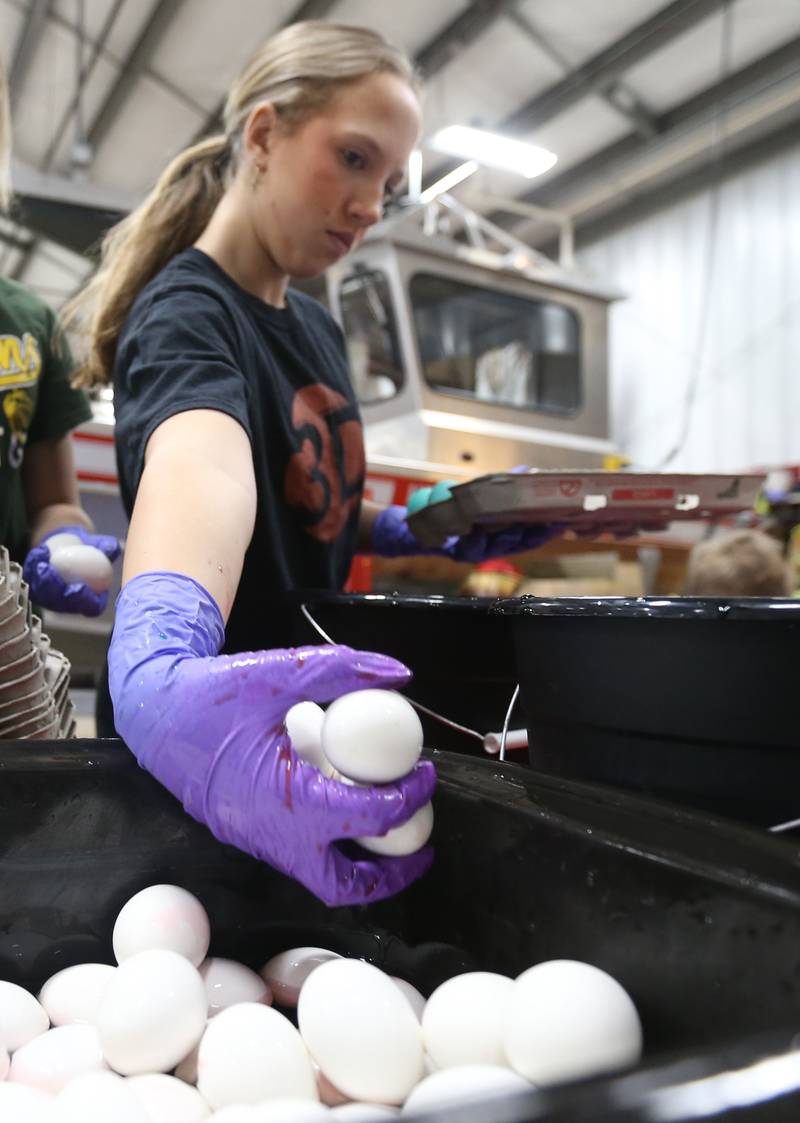 Alanna Malooley grabs a handful of handful of hard boiled eggs to dip them in dye on Friday, March 29, 2024, at the Utica Fire Station for the department's annual Easter Egg Hunt. The hunt takes place 11 a.m. Saturday, March 29, in Carey Memorial Park in Utica. The Utica Fire Department has been featuring hard boiled eggs for its hunts since the 1970s.