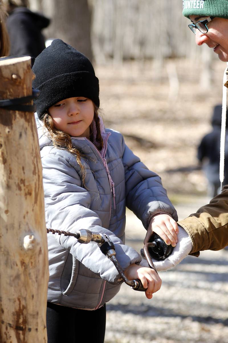 Kenley Hays, 7 of Lake Villa, bears his to use a drill to tap a maple tree during the McHenry County Conservation District’s annual Festival of the Sugar Maples, at Coral Woods Conservation Area, in Marengo, on Monday, March 11, 2024.