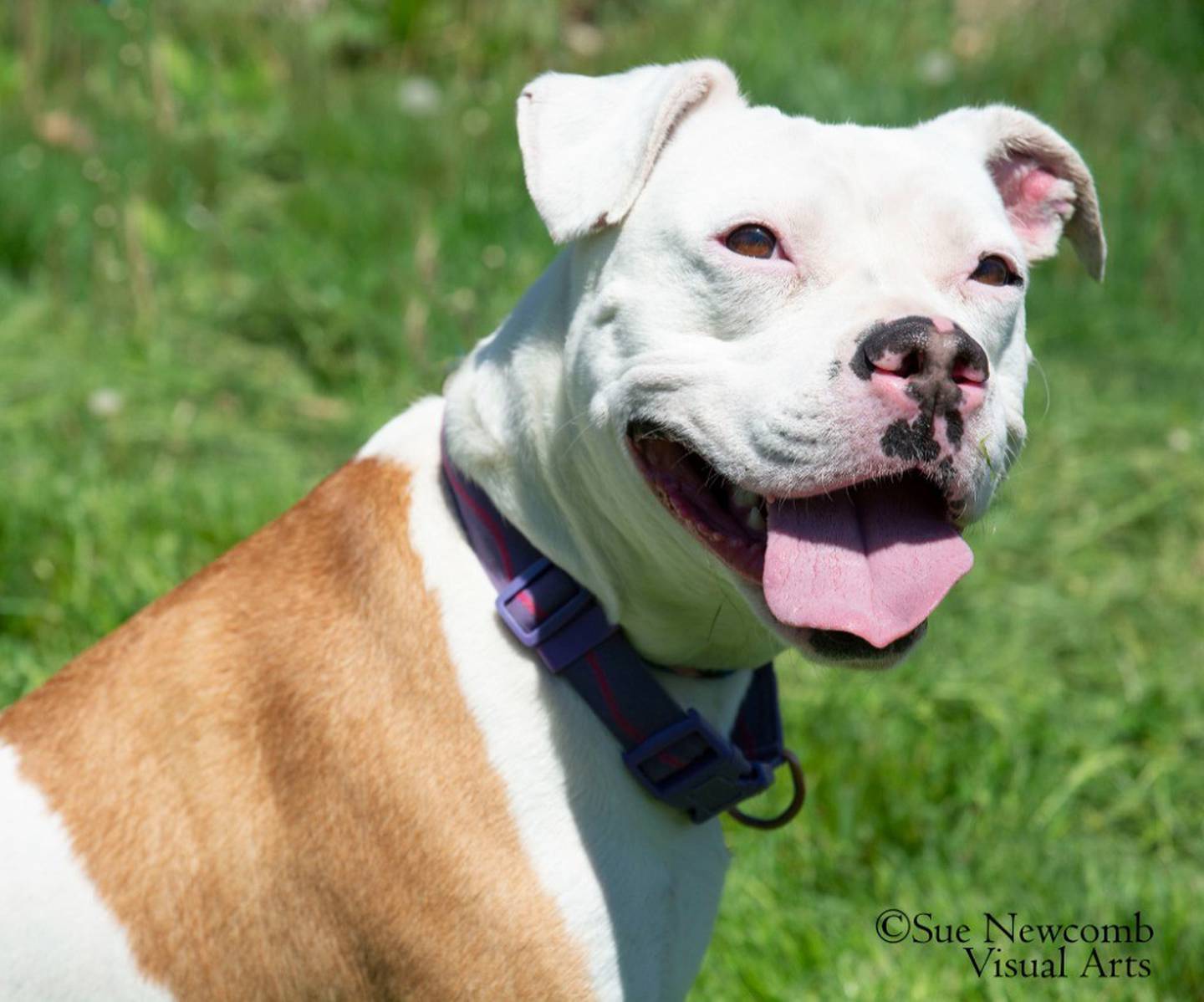 Queenie is a 4-year-old pit mix. She’s goofy and playful and loves belly rubs and pets. She needs a home without other animals. Contact the Will County Humane Society at willcountyhumane.com and follow the instructions for the adoption process.