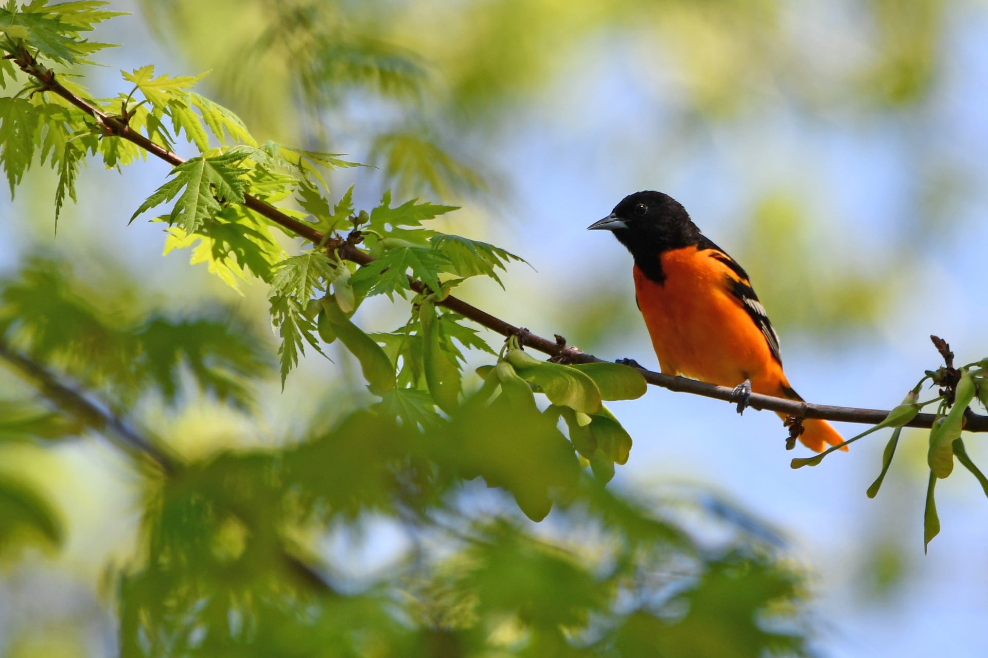 Birds in the garden the topic of next Lombard Garden Club meeting 