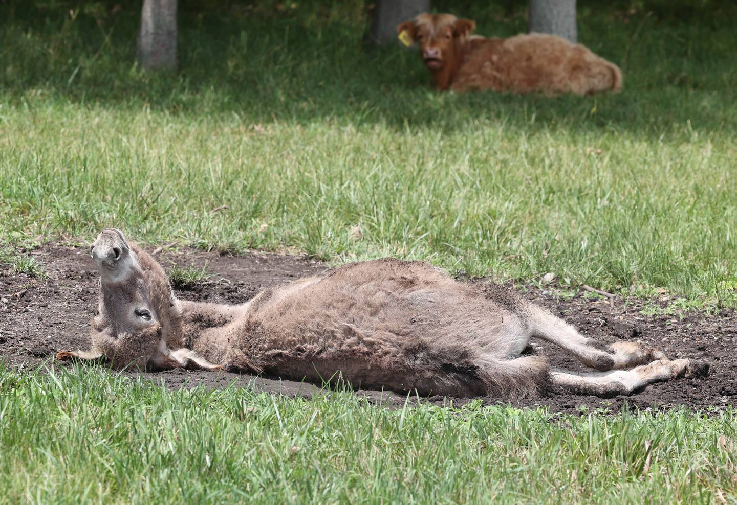 A donkey, one of the animals at the 33-acre farm in Sycamore owned by the Ruth Project, has some fun Thursday, July 13, 2023, in a pasture at the farm. The Ruth Project is a group based in Elgin that provides support for foster parents and children.