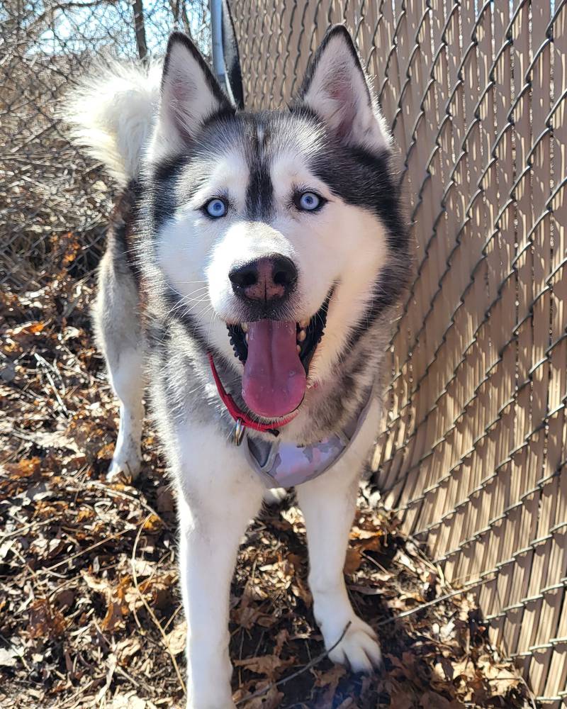 Avalanche is Save-A-Pet’s pet of the week for Feb. 22, 2024