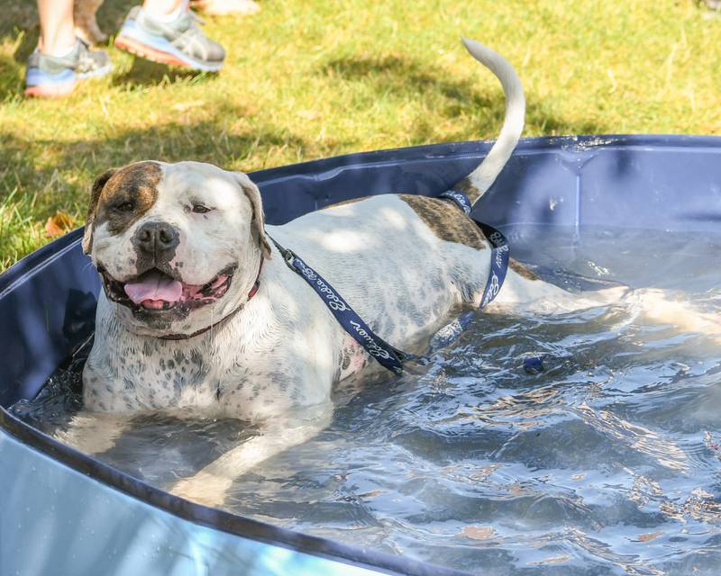 Charlie MacDonald, 4, American bulldog enjoys a small pool of water during the Dog Daze event on Saturday Sept. 14, 2024, held at Fishel Park in Downers Grove.