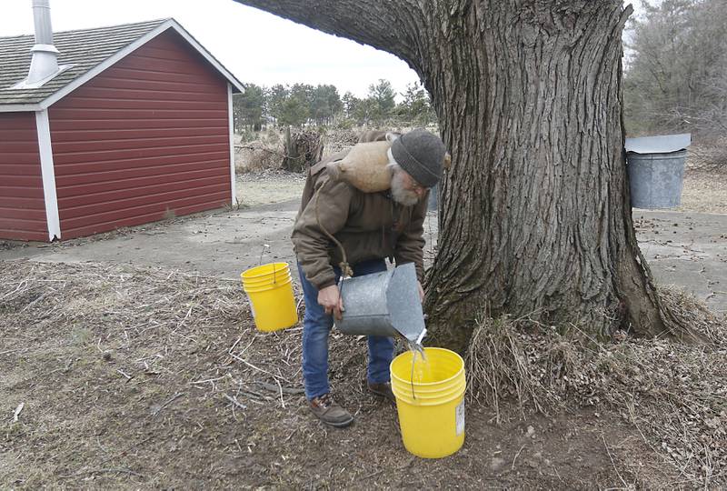 Chuck Howenstine collects maple sap on Thursday, March 9, 2023, at the Pioneer Tree Farm near McHenry. He has been collecting sap for most of his adult life to make maple syrup that he gives away.