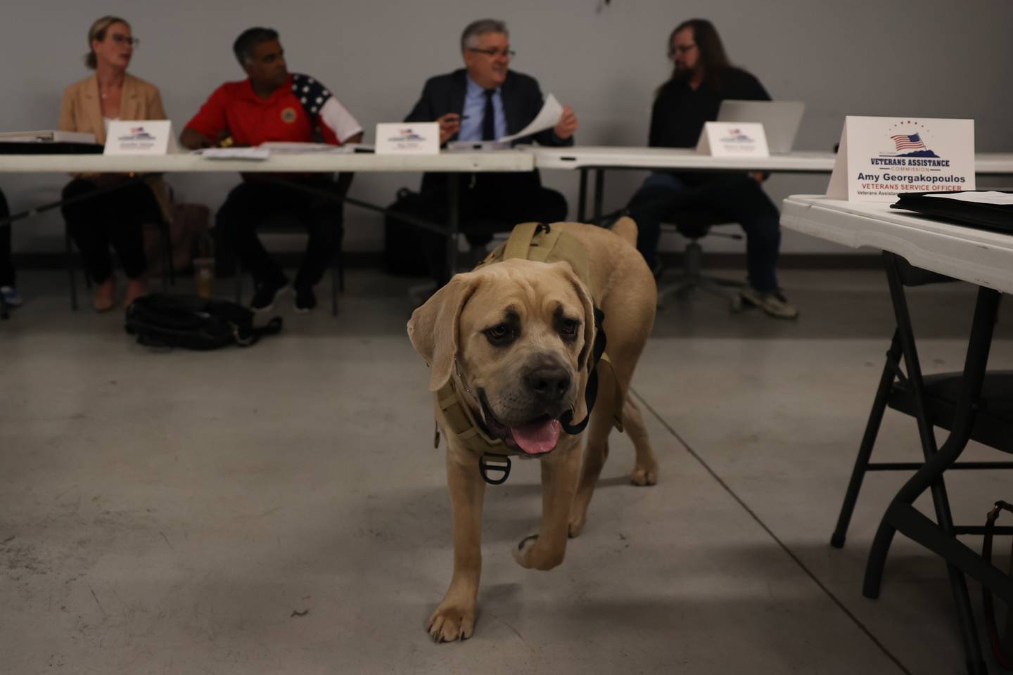 Charli, a Cane Corso, walks around as one of the newest members of the Veterans Assistance Commission serving as the Office Therapy Dog at the VFW Malcom J. Mayo Post 5422 in Wilmington on Tuesday, June 13, 2023.