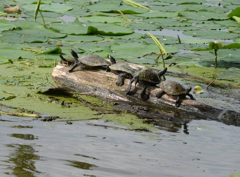 Five turtles bask in the sun as they rest on a log in the Mississippi River at Riverway Park in Cordova on Saturday, June 22, 2024..