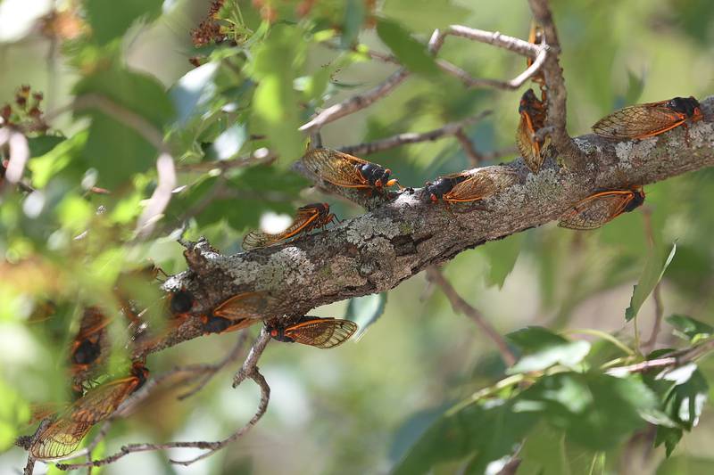 Hundreds of cicadas fill the trees at the IHSA State Championship on Saturday, May 25, 2024 in Charleston.