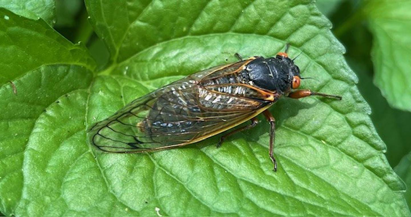 First sighting of a cicada in the yard of Art Peterson in Spring Grove on the afternoon of Sunday May 19, 2024.