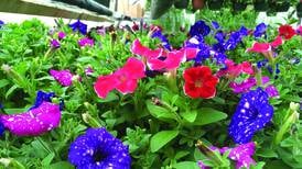 Local Scene: Plant & Flower Sale and Geneva Commons’ Mother’s Day event coming to Kane County this weekend