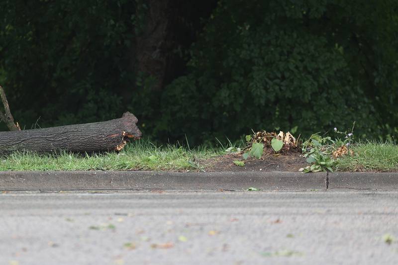 A tree is completely ripped off at the base along South Chicago Street after a storm blew through Joliet Sunday morning, July 14, 2024.