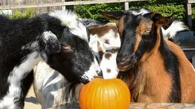 Brookfield Zoo’s Boo! at the Zoo promises fang-tastic fun