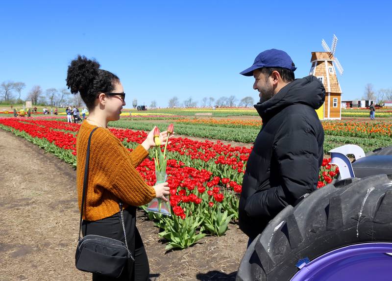 Veronica Aguilera and Oscar Labrador of Venezuela, admire the tulips at the first ever Tulip Fest at Kuiper’s Family Farm in Maple Park on Saturday, May 7, 2022.