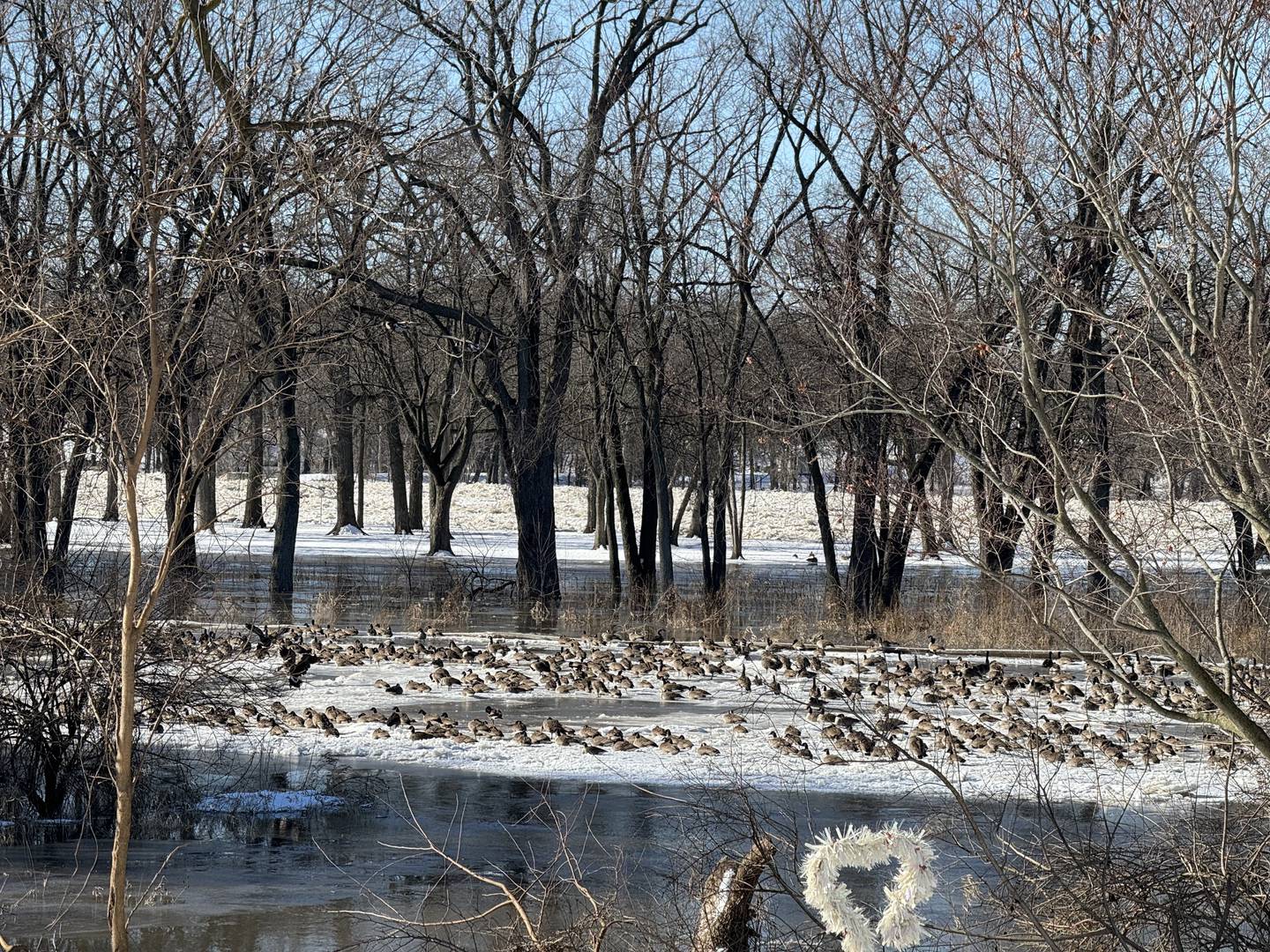 Geese camp out on ice along the Kankakee River in Wilmington near Kankakee River State Park on Wednesday, Jan. 17, 2023.  The Will County Emergency Management Agency and National Weather Service issued flood warnings to residents in the area this week.