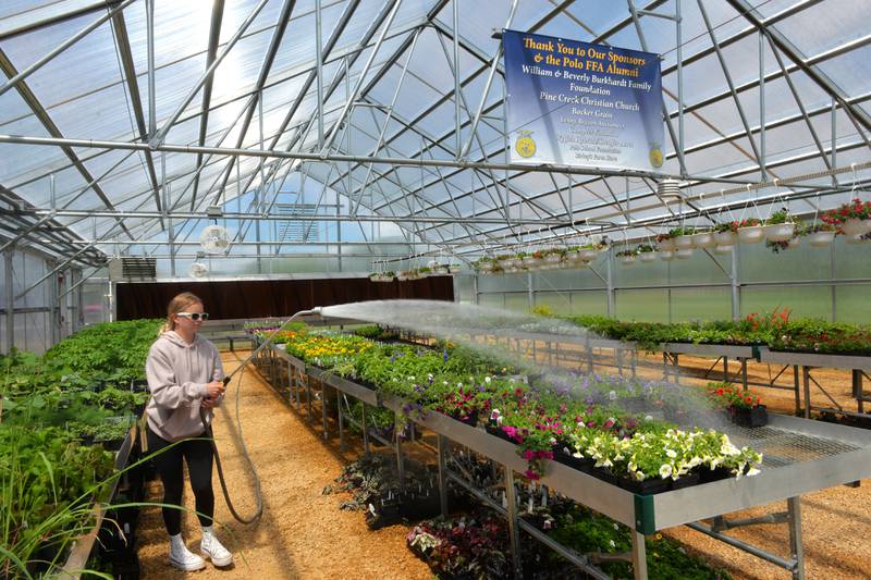 Polo FFA member Grace Miatke waters flowers at the Polo High School's new greenhouse on Friday, May 10, 2024. The 42-by-72-foot structure, located just to the east of the Ag shop at Polo High School, will be open from 8 a.m. to 2 p.m. Saturday, May 11, from 3:30 to 6 p.m. Wednesday, May 15, and from 8 a.m. to 2 p.m. Saturday, May 18.