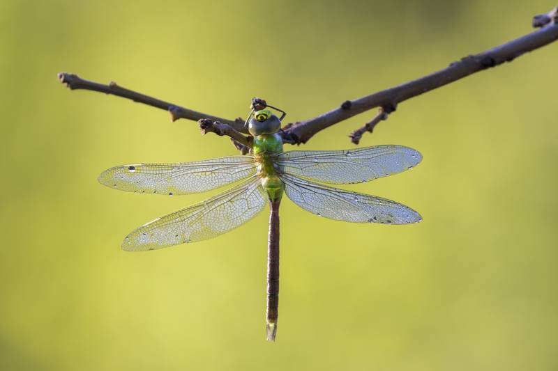 The green darner, Anax junius, is the largest dragonfly in our area. Adults migrate to the warm South in winter; a new generation arrives back here in spring.