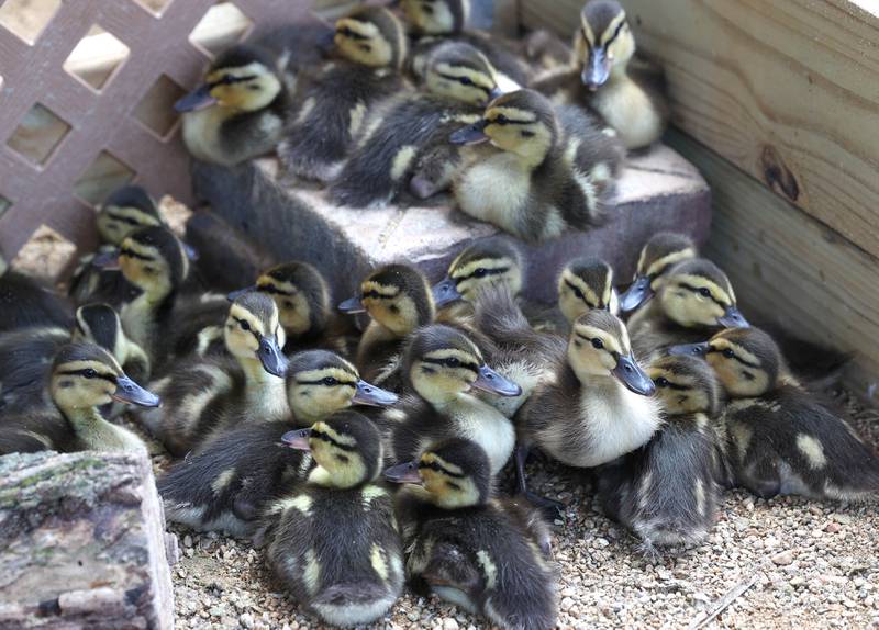 Orphaned ducklings gather together Tuesday, June 18, 2024, at Oaken Acres Wildlife Center in Sycamore. Oaken Acres is celebrating its 40th anniversary this year.