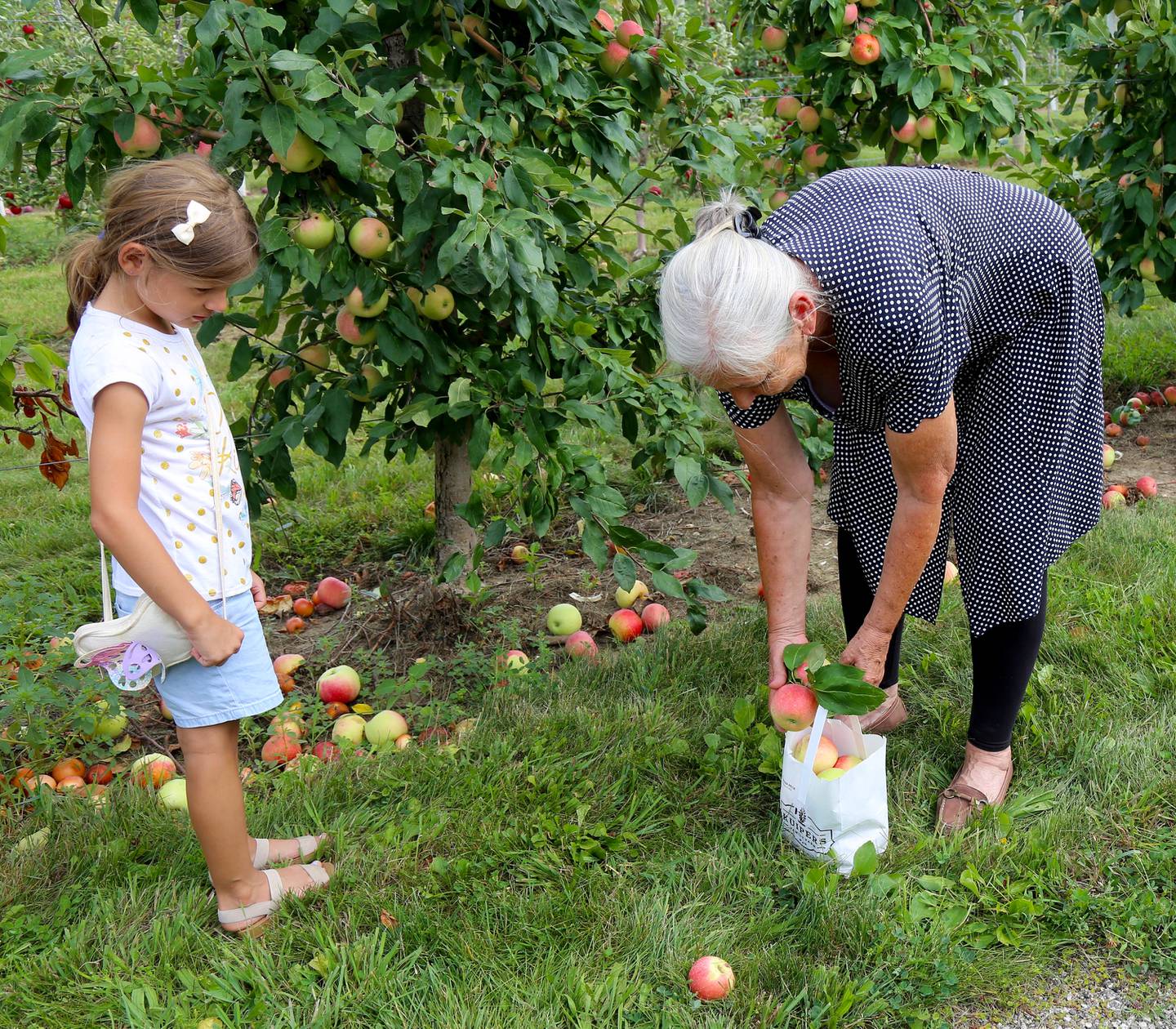 Ayla Agic, 6, and her grandmother, Mejra Agic, pick apples at Kuipers Family Farm in Maple Park on Saturday, Aug. 26, 2023