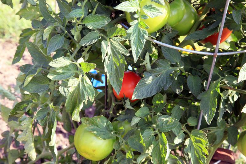 Produce grown in Sterling's community garden in 2023. Plots for this year's community garden soon can be claimed.