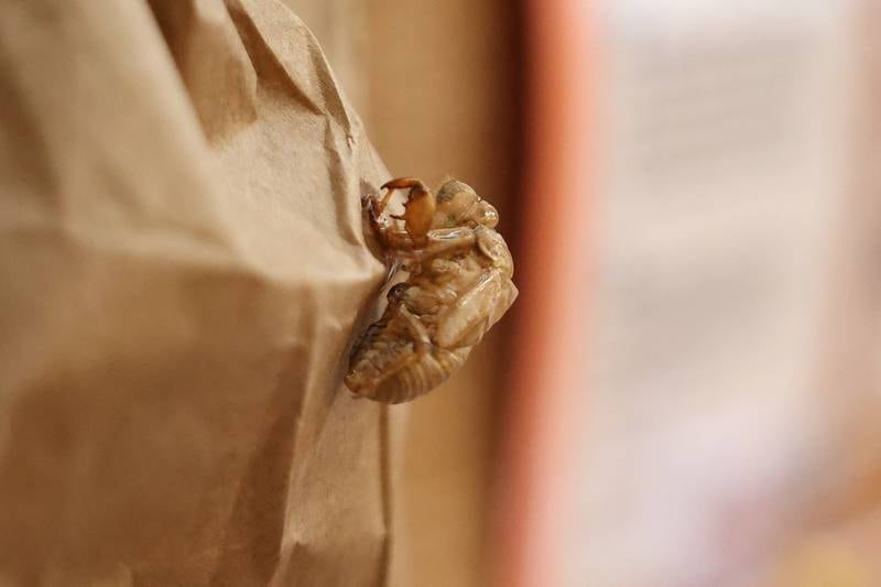 A cicada shell is attached to brown paper to simulate it climbing on a tree at the Pilcher Park Nature Center in Joliet for their informative cicada display on Thursday, May 16, 2024.
