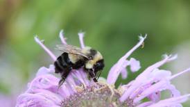 From the McHenry County Conservation District: Reconstructed prairies give hope to endangered bumblebee