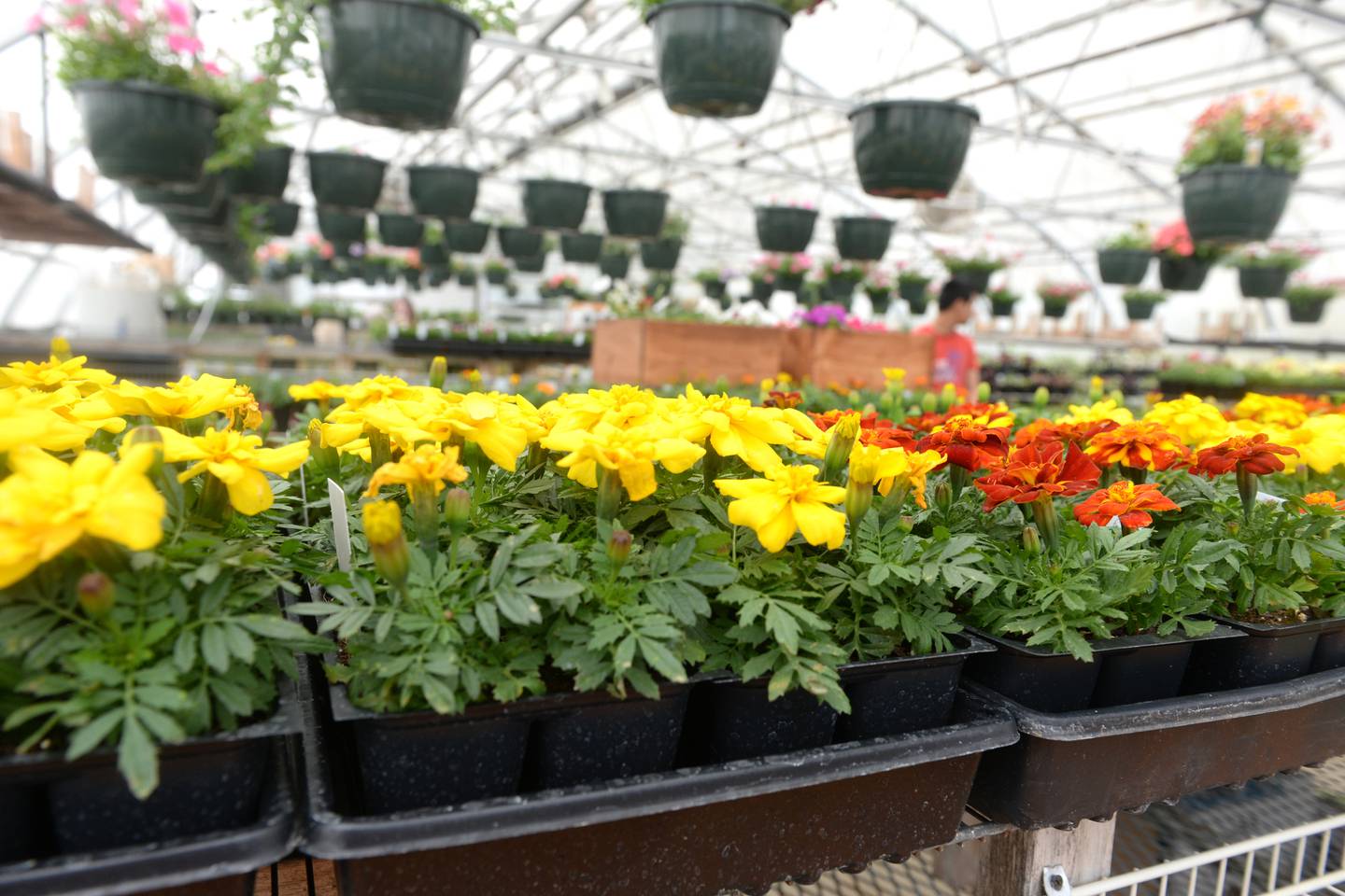 The  Forreston FFA Greenhouse offers a wide variety of flowering plants. It's opening day was Saturday, April 27, 2024.