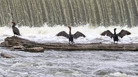 Good Natured in St. Charles: Cormorants appear creepy, kooky, mysterious and spooky