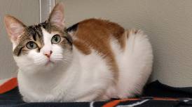 Loving, easygoing cat seeks forever family’s laps to lounge in