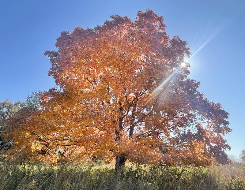 The sun shines through Edna's maple tree at Starved Rock State Park on Wednesday, Oct. 19, 2022 in Utica.