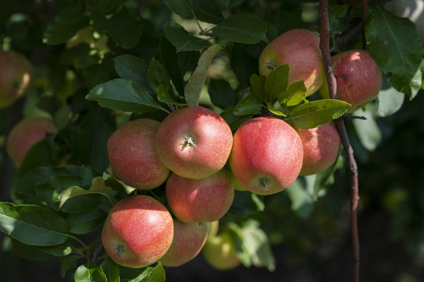 Apple picking season begins on Saturday, August 19, 2023 at Royal Oak Farm in Harvard. Pictured is a Jonathan apple which will be ready to pick by September. Ryan Rayburn for Shaw Local