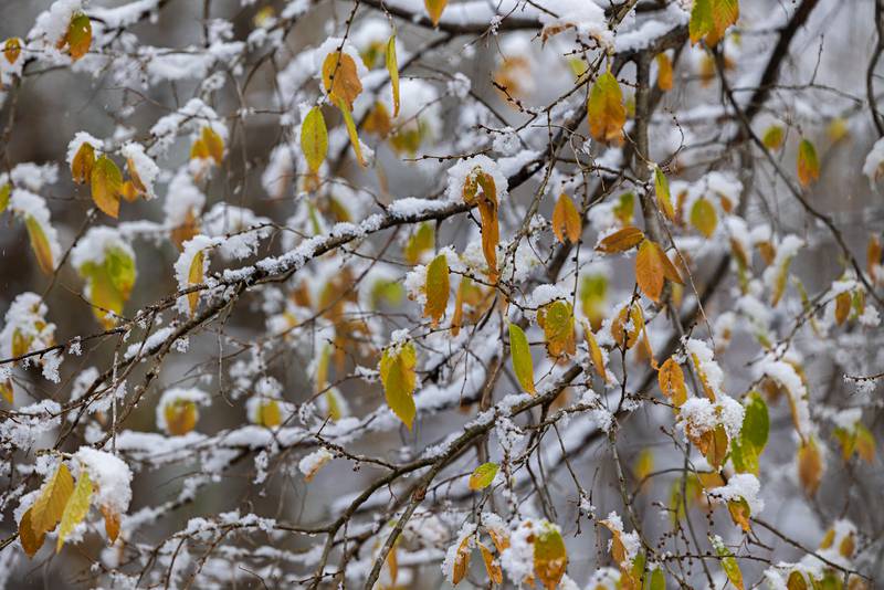 Golden leaves, sketched with white lines of snow are seen in a Dixon area tree Tuesday, Nov. 15, 2022.