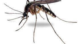 Wheaton to be sprayed for mosquitos June 12
