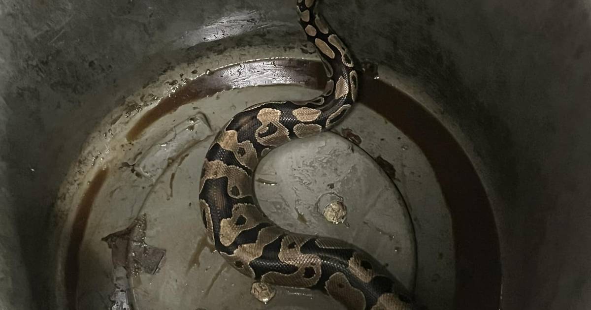 Nearly 5 foot long snake found in Ottawa resident’s yard