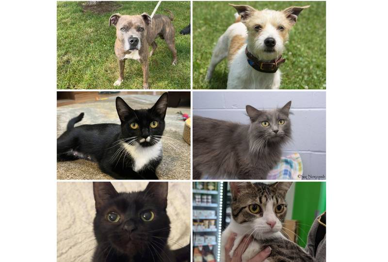 The Herald-News presents this week’s Pets of the Week. Read the description of each pet to find out about it, including where it can be adopted in Will County.