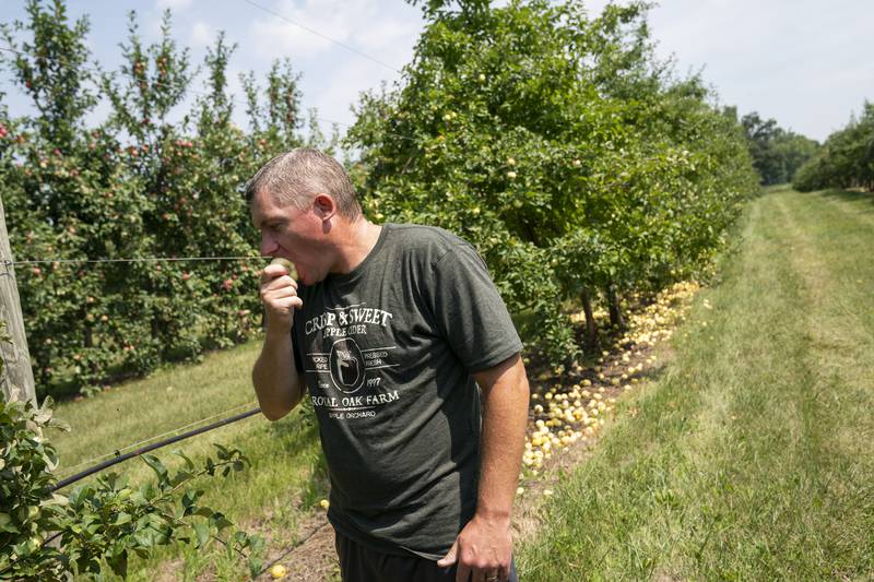 Royal Oak Farm's Justin Bell tastes a Pristine apple on Friday, August 18, 2023, that will be ready for picking as apple picking season begins on Saturday, August 19, 2023 at Royal Oak Farm in Harvard. Ryan Rayburn for Shaw Local