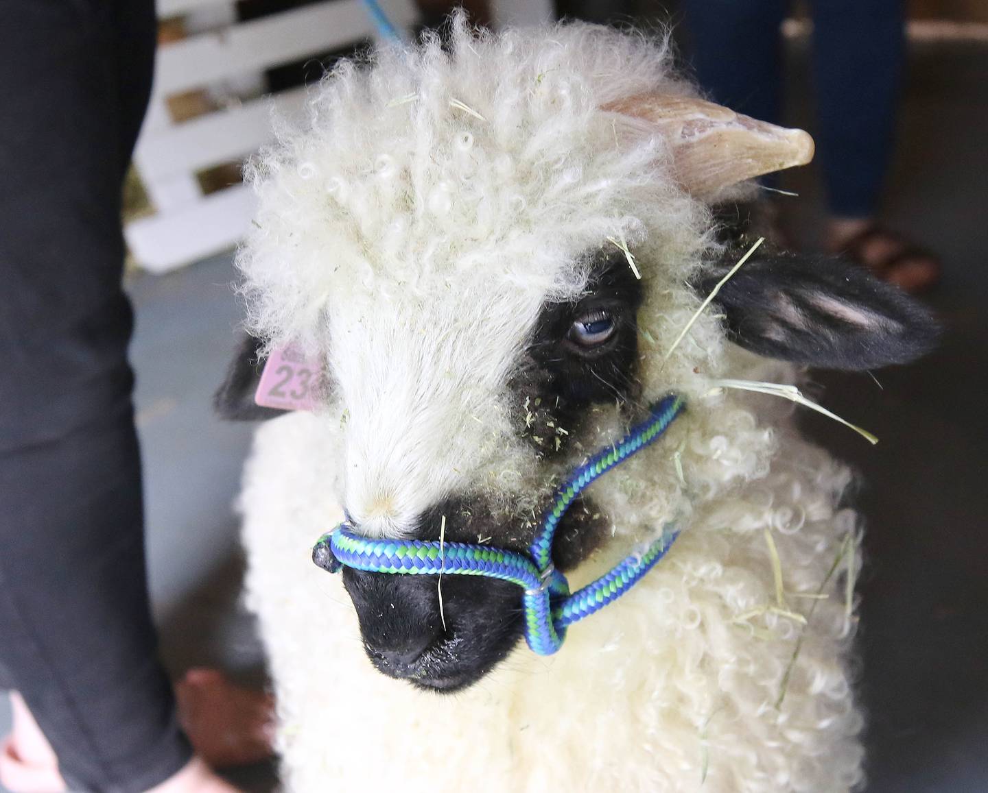 A lamb, one of the animals at the 33-acre farm in Sycamore owned by the Ruth Project, stretches its legs Thursday, July 13, 2023, in a barn at the farm. The Ruth Project is a group based in Elgin that provides support for foster parents and children.