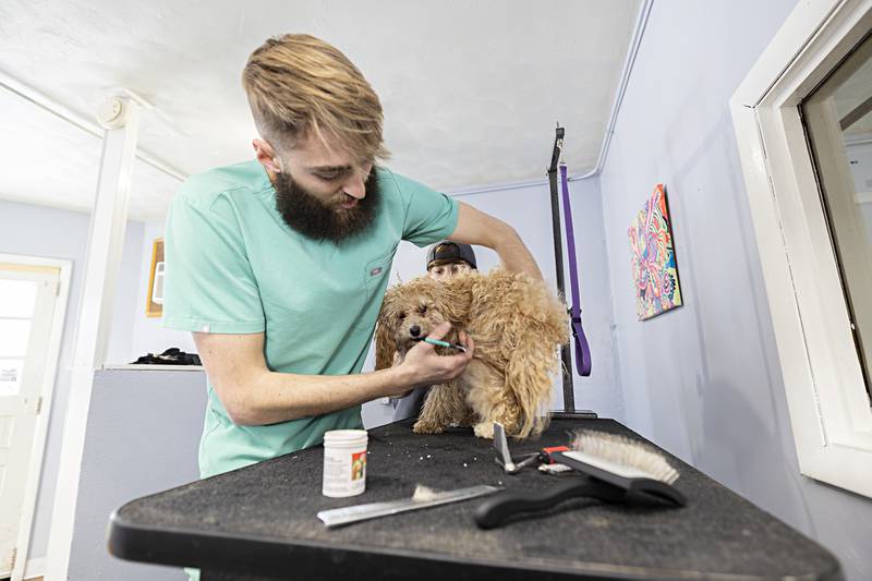 Chris Riffle works on grooming Leo with partner Sloan Coss Tuesday, Jan. 16, 2024 at their shop, The Pup House in Dixon.