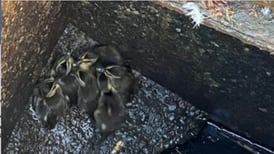 Oswego Township road crew rescues ducklings from storm sewer grate