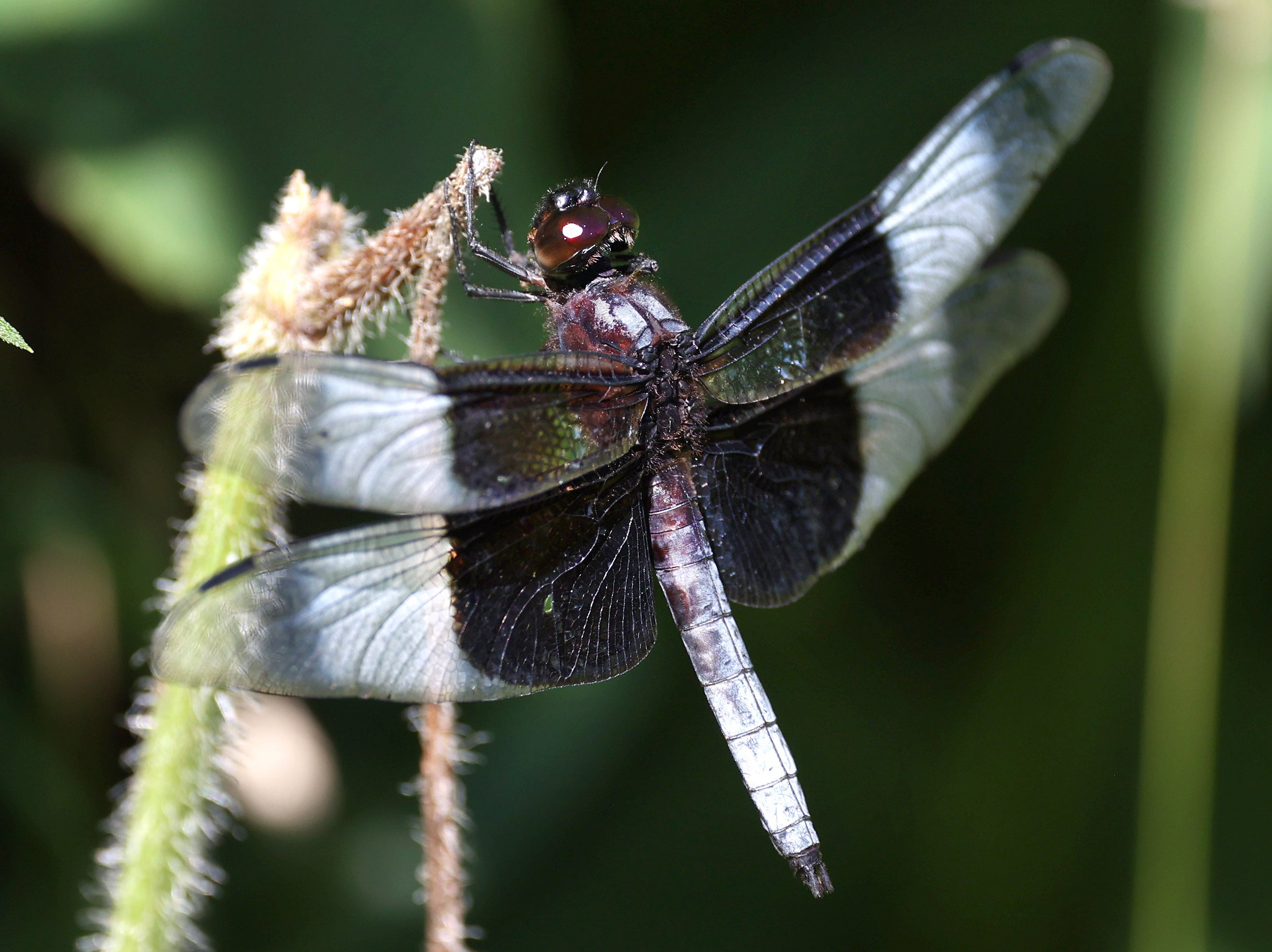 A male widow skimmer dragon fly rest on his perch Friday, July 5, 2024, at Shabbona Lake State Recreation Area in Shabbona Township.